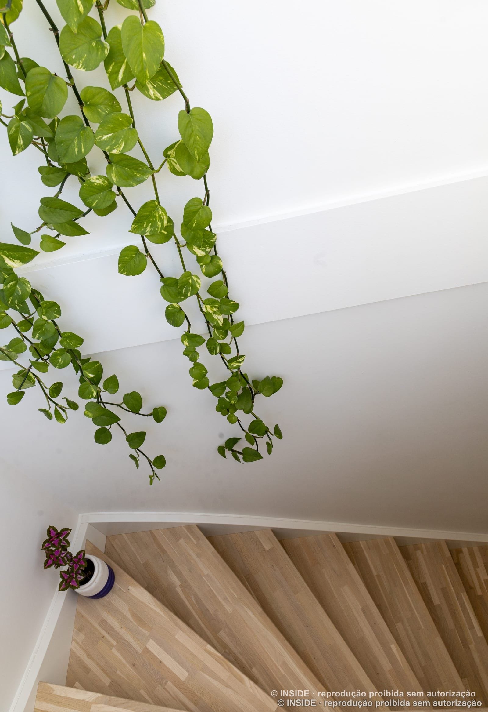 Detalhe de planta pendente descendo pela parede branca junto ao teto, projeto INSIDE em Copenhague, 2022